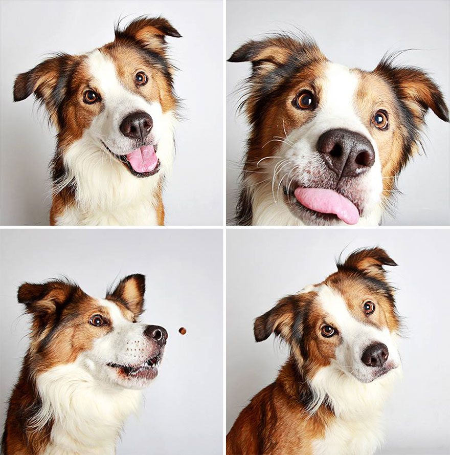 perros-fotomaton-adopcion- (10)