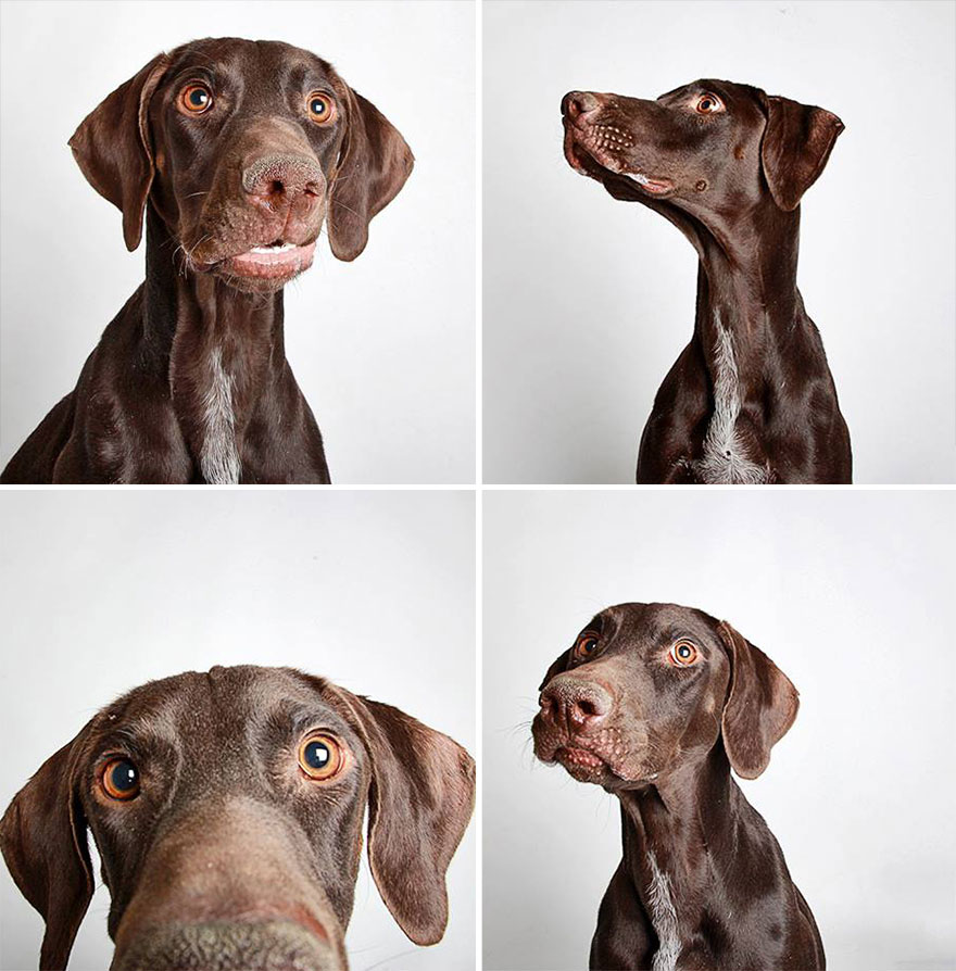 perros-fotomaton-adopcion- (11)