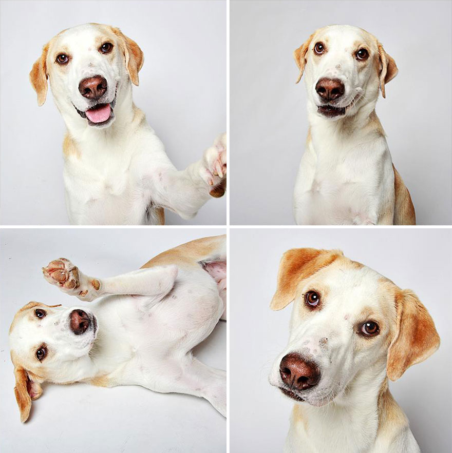 perros-fotomaton-adopcion- (12)