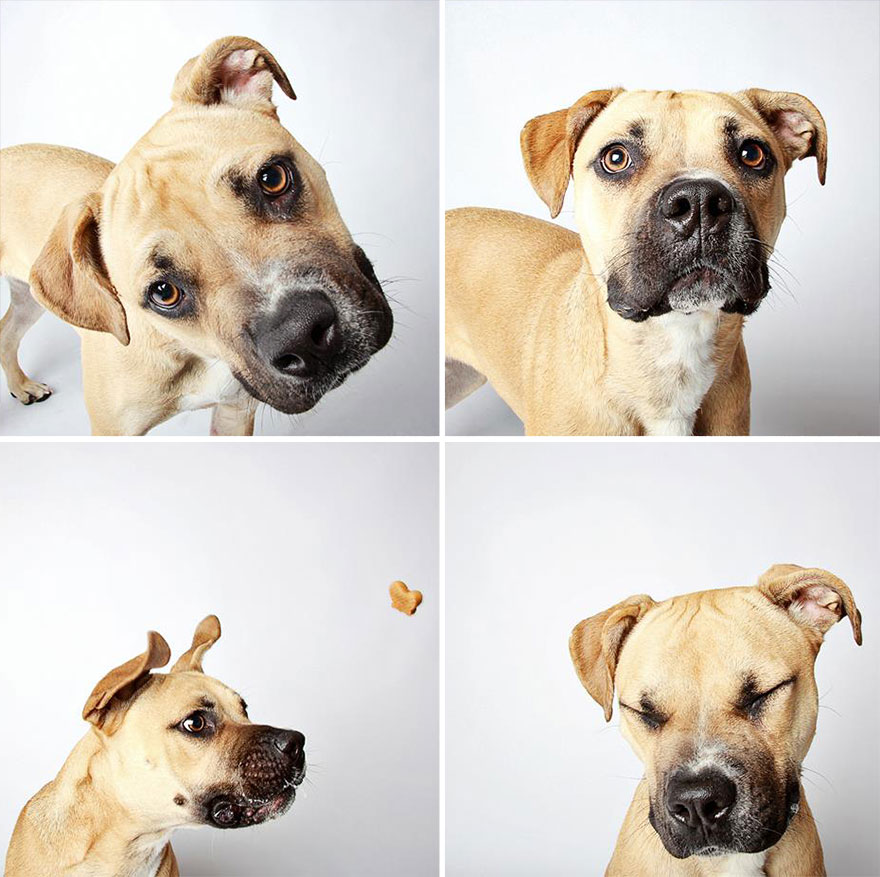 perros-fotomaton-adopcion- (15)