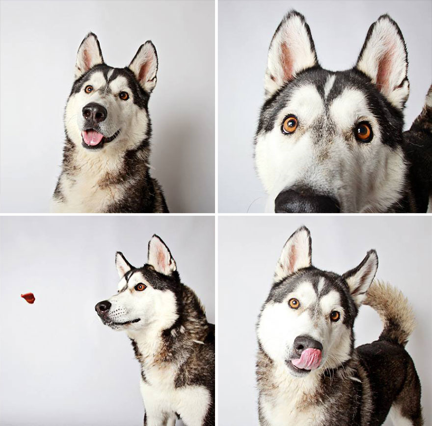 perros-fotomaton-adopcion- (16)