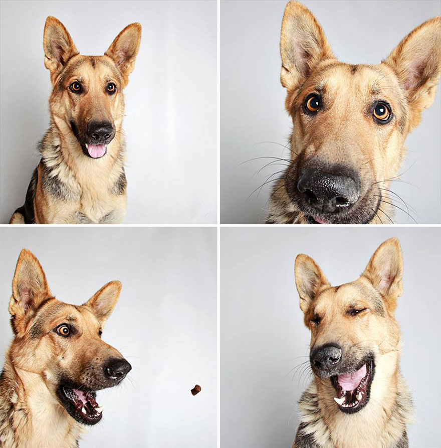 perros-fotomaton-adopcion- (2)