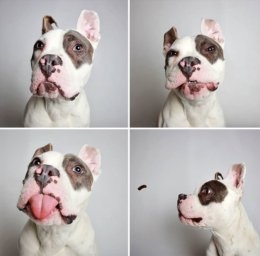 perros-fotomaton-adopcion- (3)
