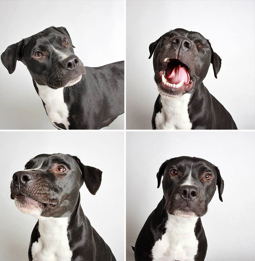 perros-fotomaton-adopcion- (4)