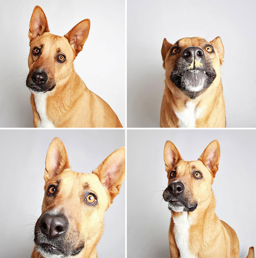 perros-fotomaton-adopcion- (5)