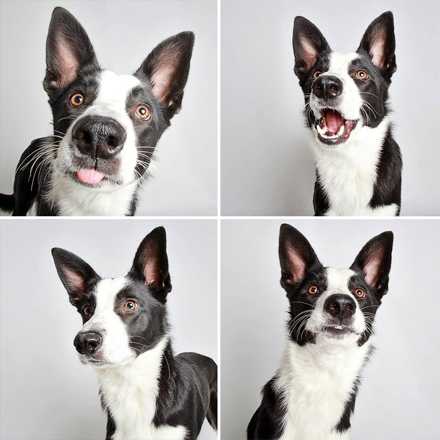perros-fotomaton-adopcion- (6)