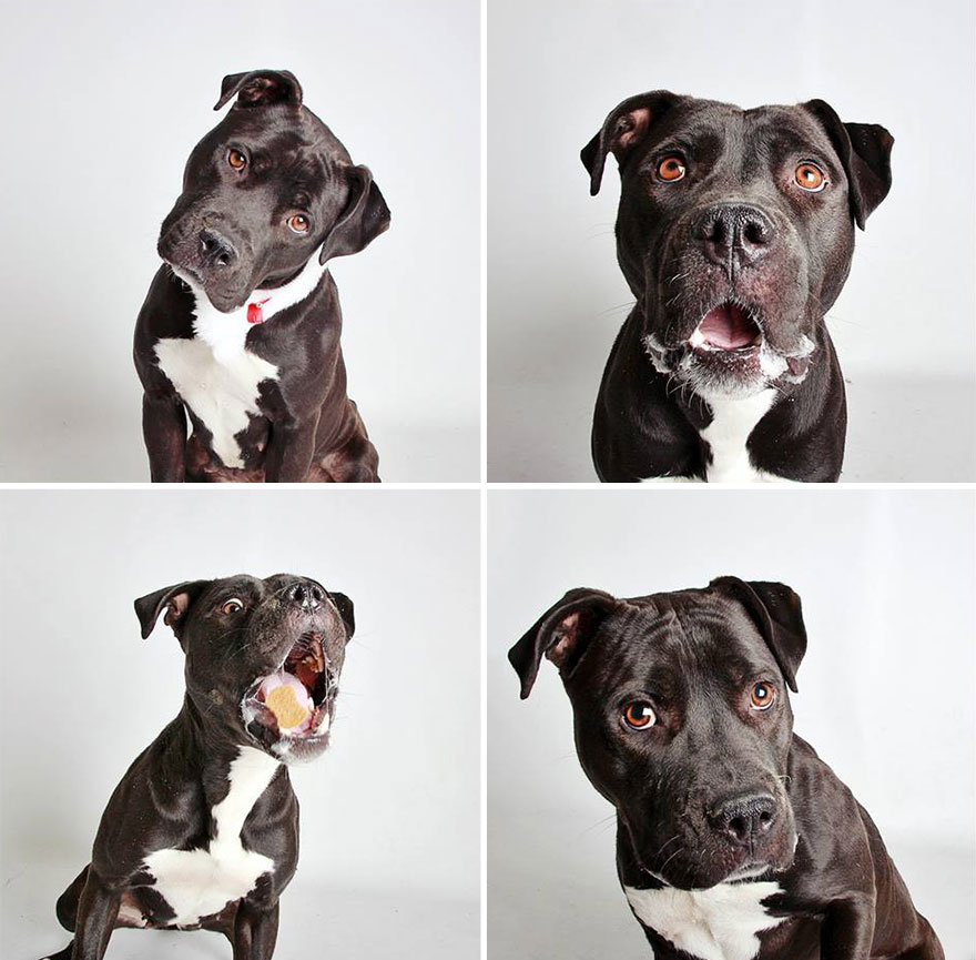 perros-fotomaton-adopcion- (7)