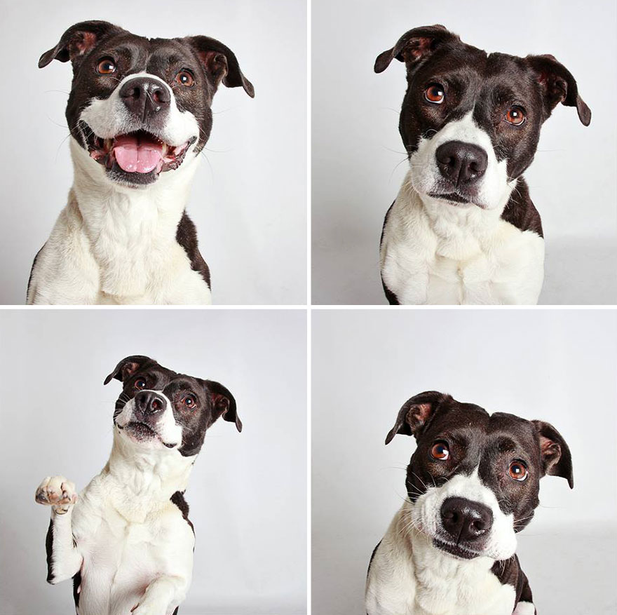 perros-fotomaton-adopcion- (8)