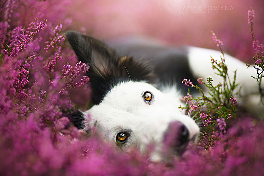 retratos-perros-zmyslowska- (1)