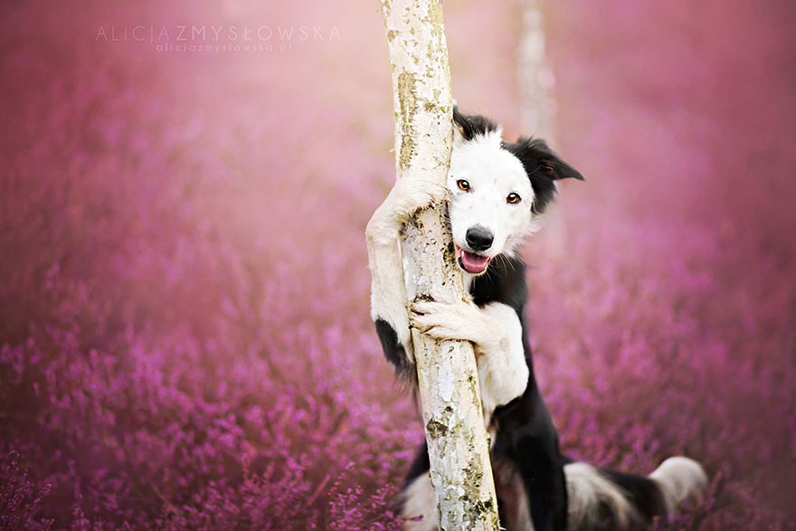 retratos-perros-zmyslowska- (10)