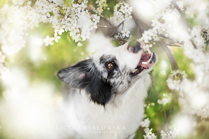 retratos-perros-zmyslowska- (12)