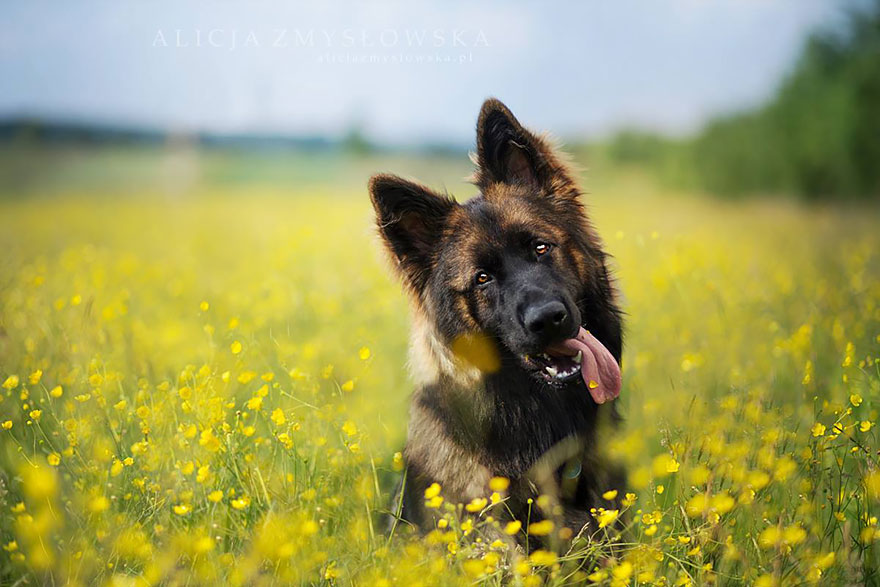 retratos-perros-zmyslowska- (14)