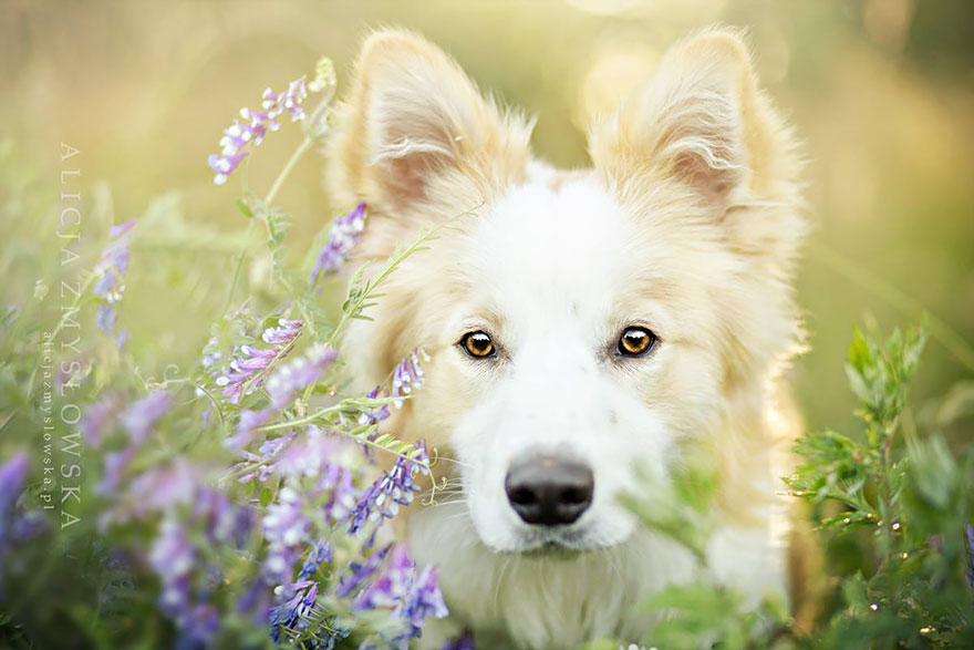 retratos-perros-zmyslowska- (15)