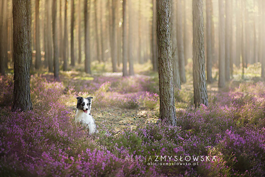 retratos-perros-zmyslowska- (18)