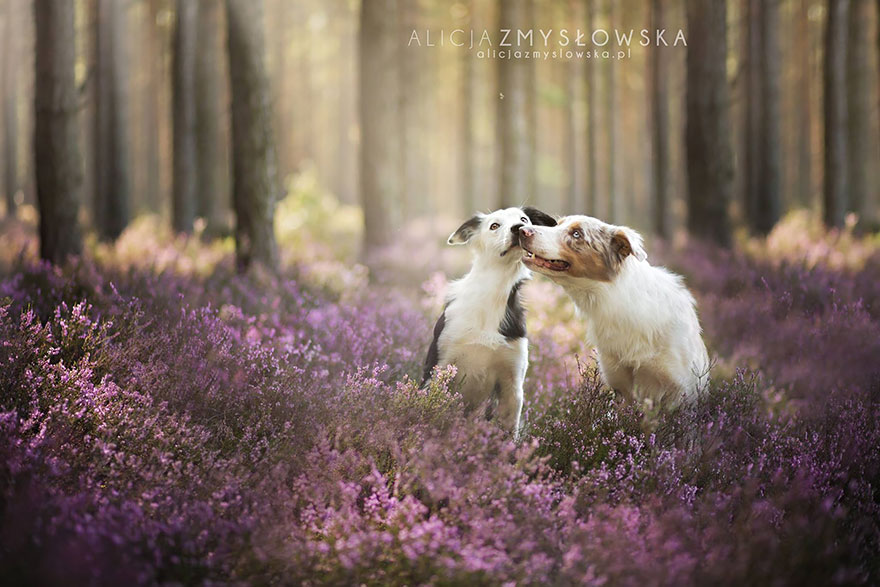 retratos-perros-zmyslowska- (19)