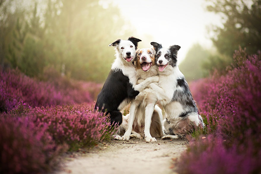 retratos-perros-zmyslowska- (3)