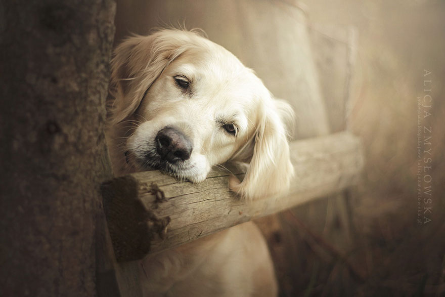 retratos-perros-zmyslowska- (6)