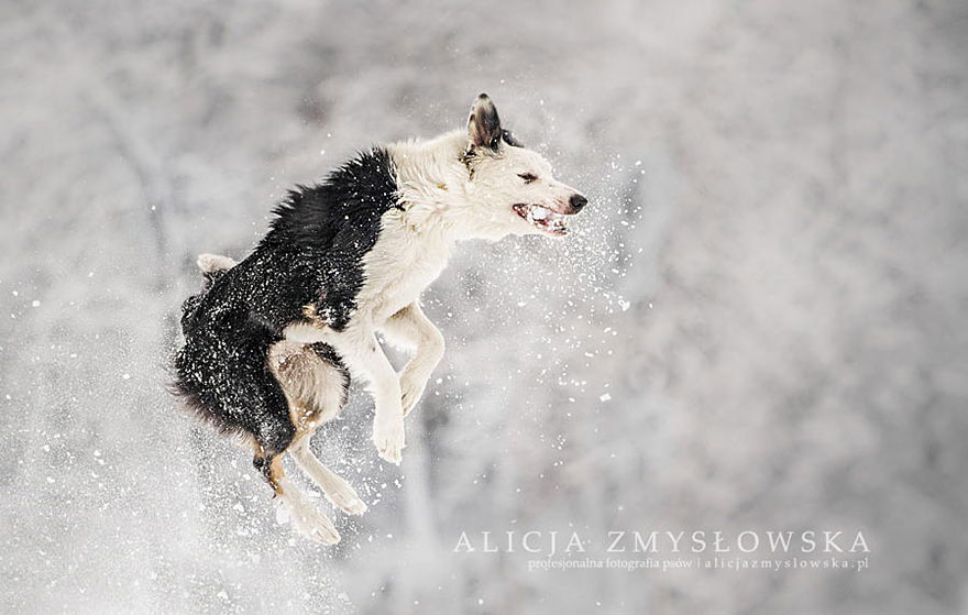 retratos-perros-zmyslowska- (8)