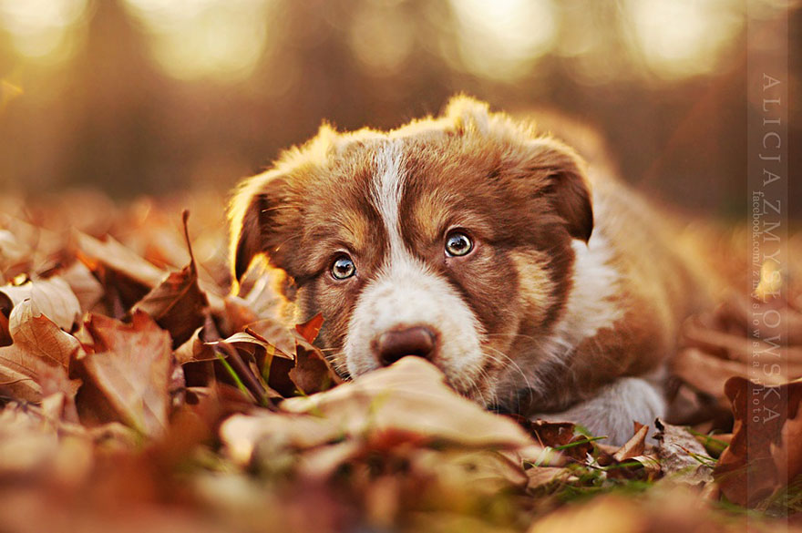 retratos-perros-zmyslowska- (9)