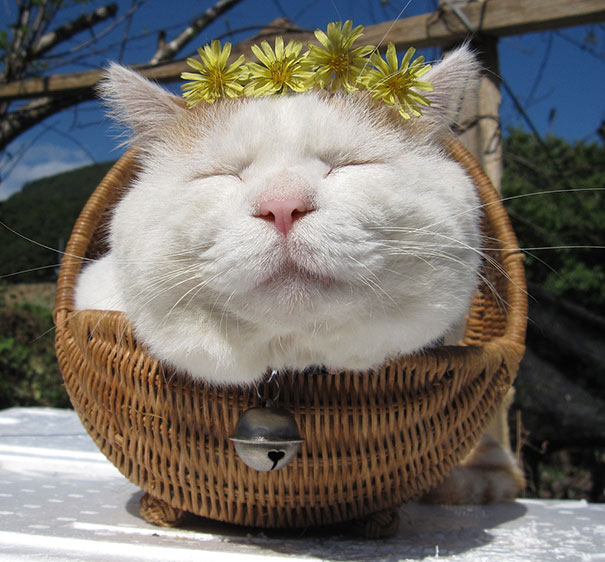 shironeko-happy-cat-63__605