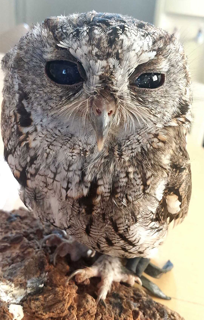 zeus-buho-ciego-rescatado- (1)