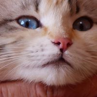54974ca8dfbbf avatar
