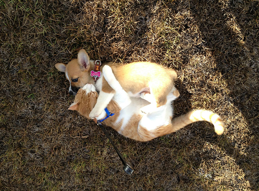 amistad-entre-corgi-gato (1)