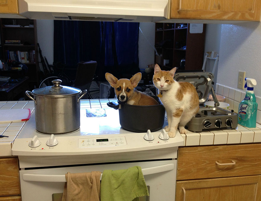 amistad-entre-corgi-gato (2)