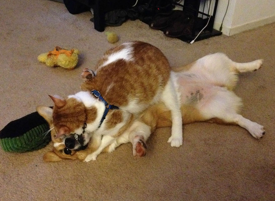 amistad-entre-corgi-gato (3)