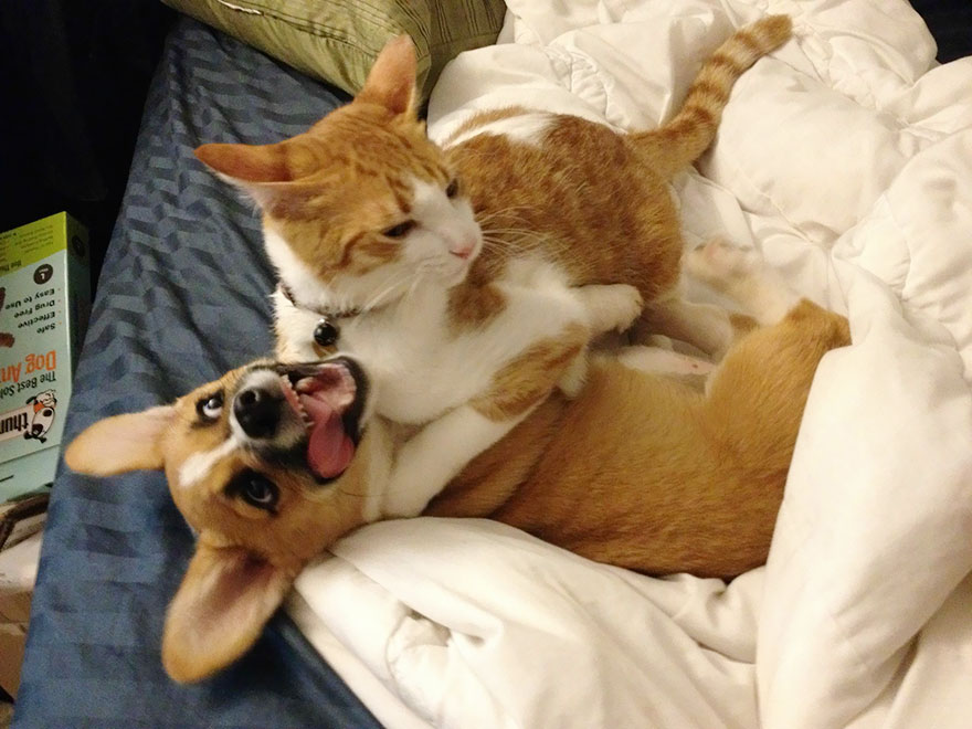 amistad-entre-corgi-gato (4)