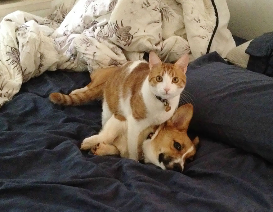 amistad-entre-corgi-gato (5)
