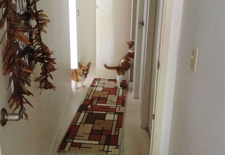 amistad-entre-corgi-gato (7)