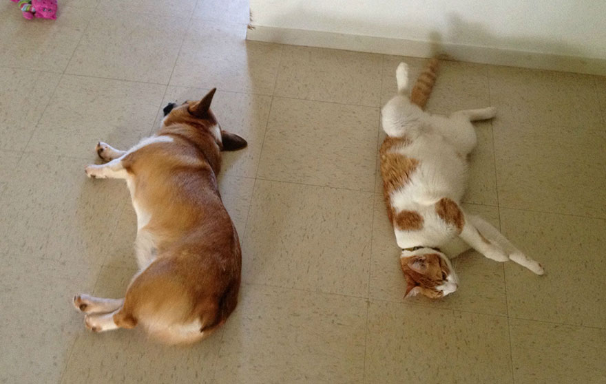 amistad-entre-corgi-gato (8)