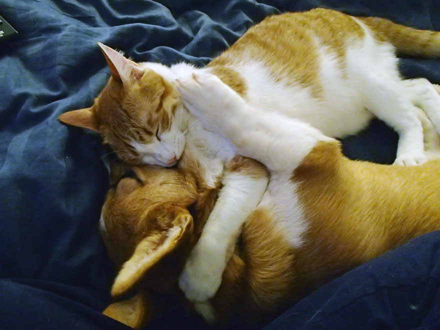 amistad-entre-corgi-gato (9)