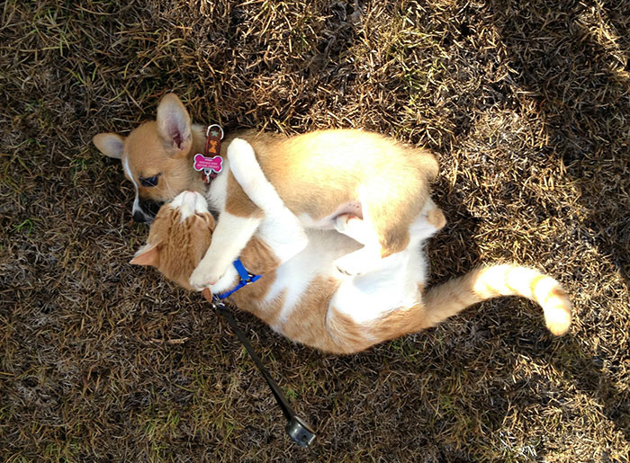 Esta Pareja De Corgi Y Gato Es Inseparable