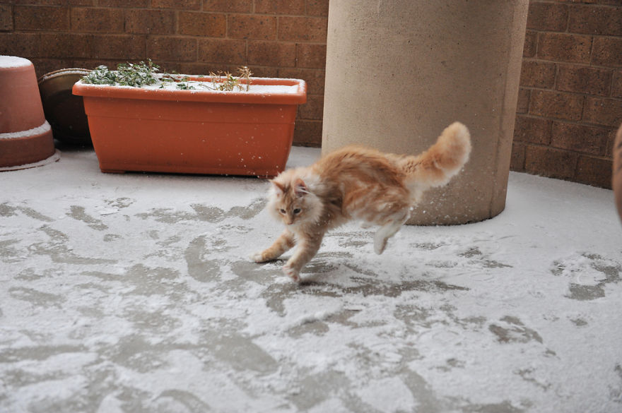 animales-nieve-1-vez (1)
