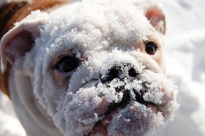 animales-nieve-1-vez (10)