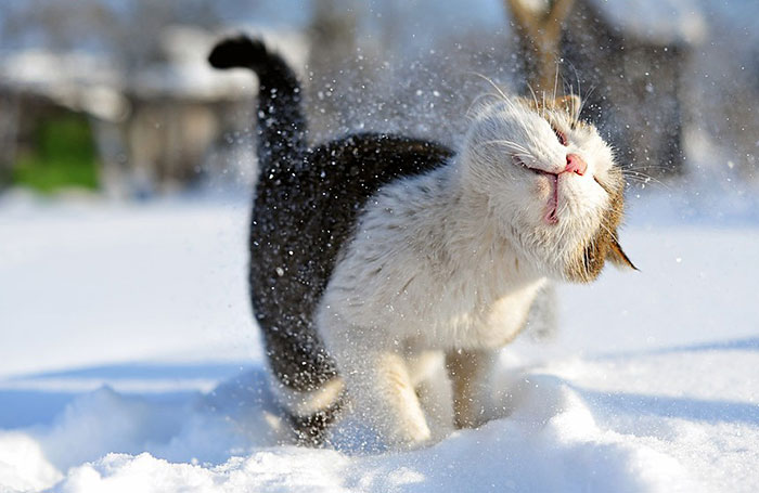 animales-nieve-1-vez (11)