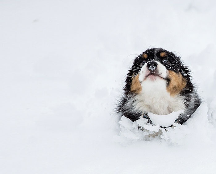 animales-nieve-1-vez (12)