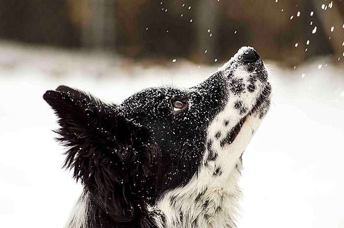animales-nieve-1-vez (13)