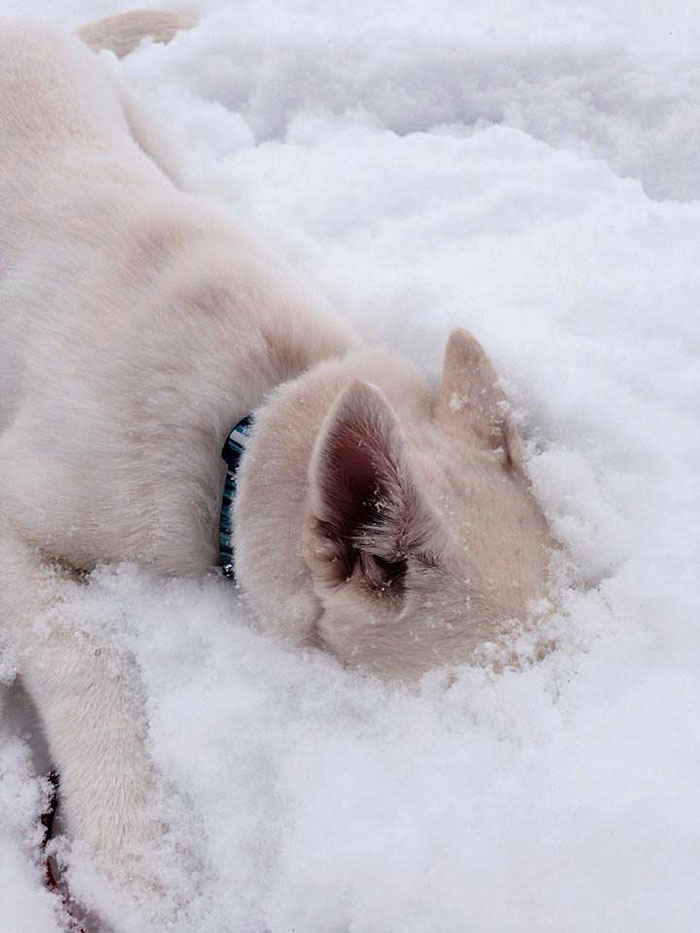 animales-nieve-1-vez (14)