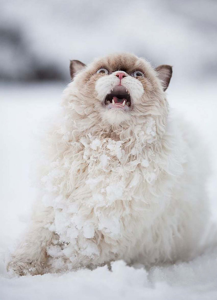 animales-nieve-1-vez (15)