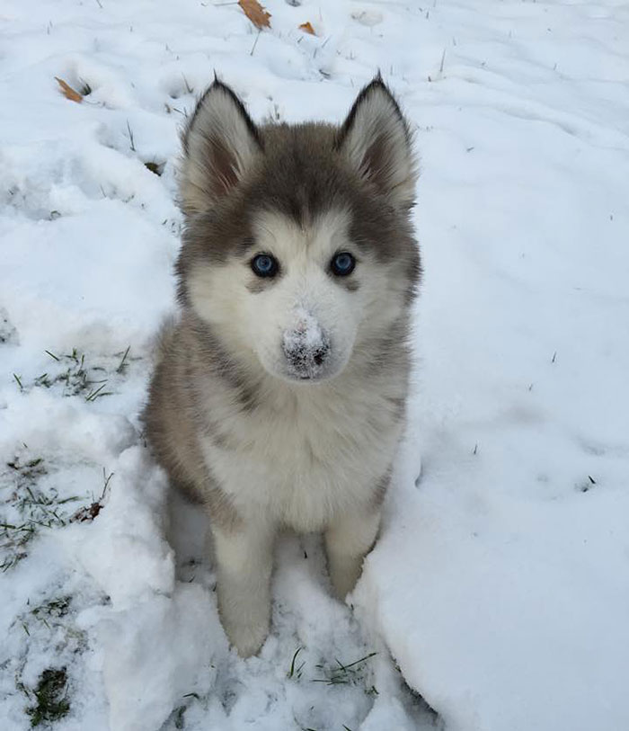 animales-nieve-1-vez (16)