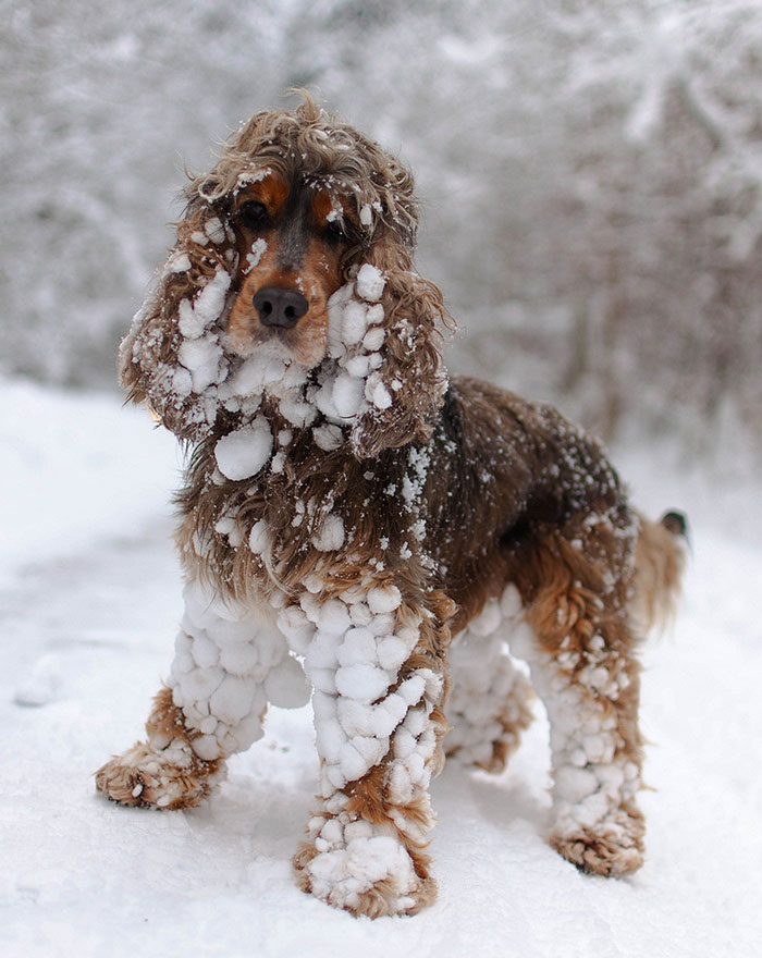 animales-nieve-1-vez (17)