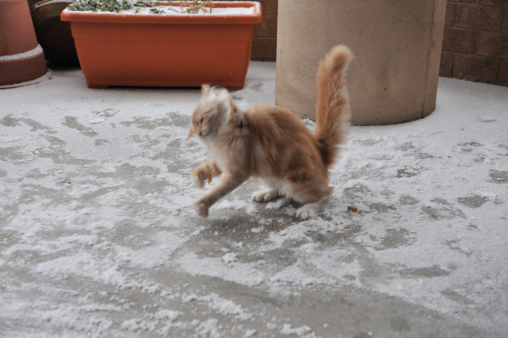 animales-nieve-1-vez (18)