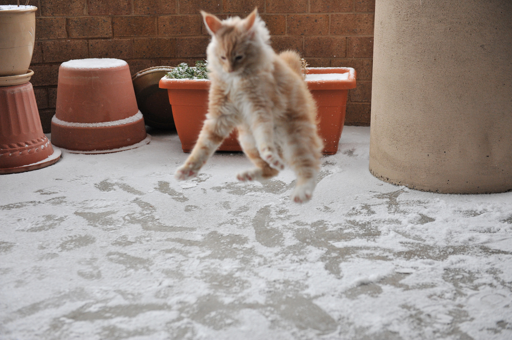 animales-nieve-1-vez (19)