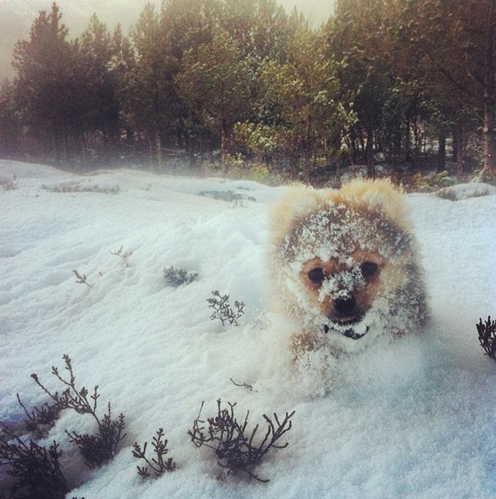 animales-nieve-1-vez (20)