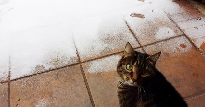 animales-nieve-1-vez (22)