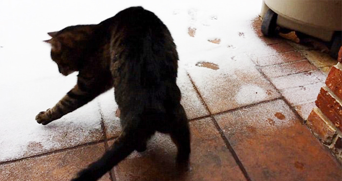 animales-nieve-1-vez (23)
