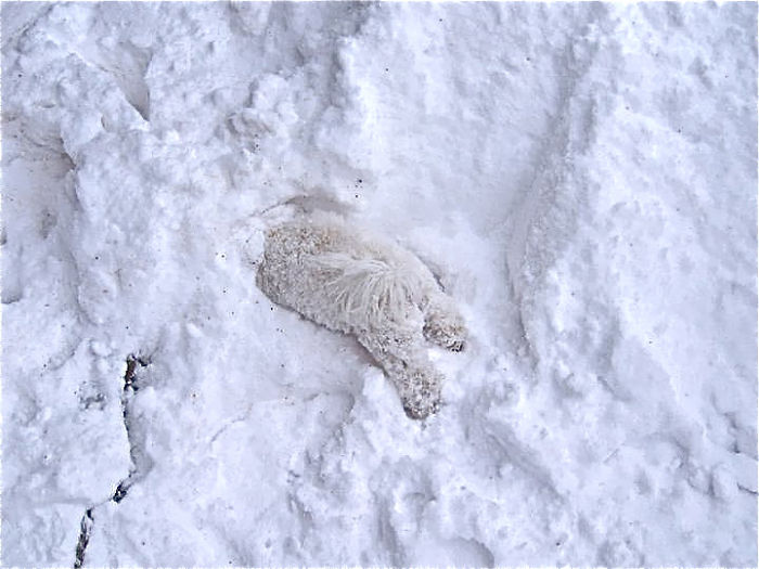 animales-nieve-1-vez (24)